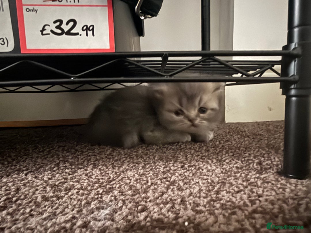 Persian cats for sale: Blue persian kitten  - Advert 19