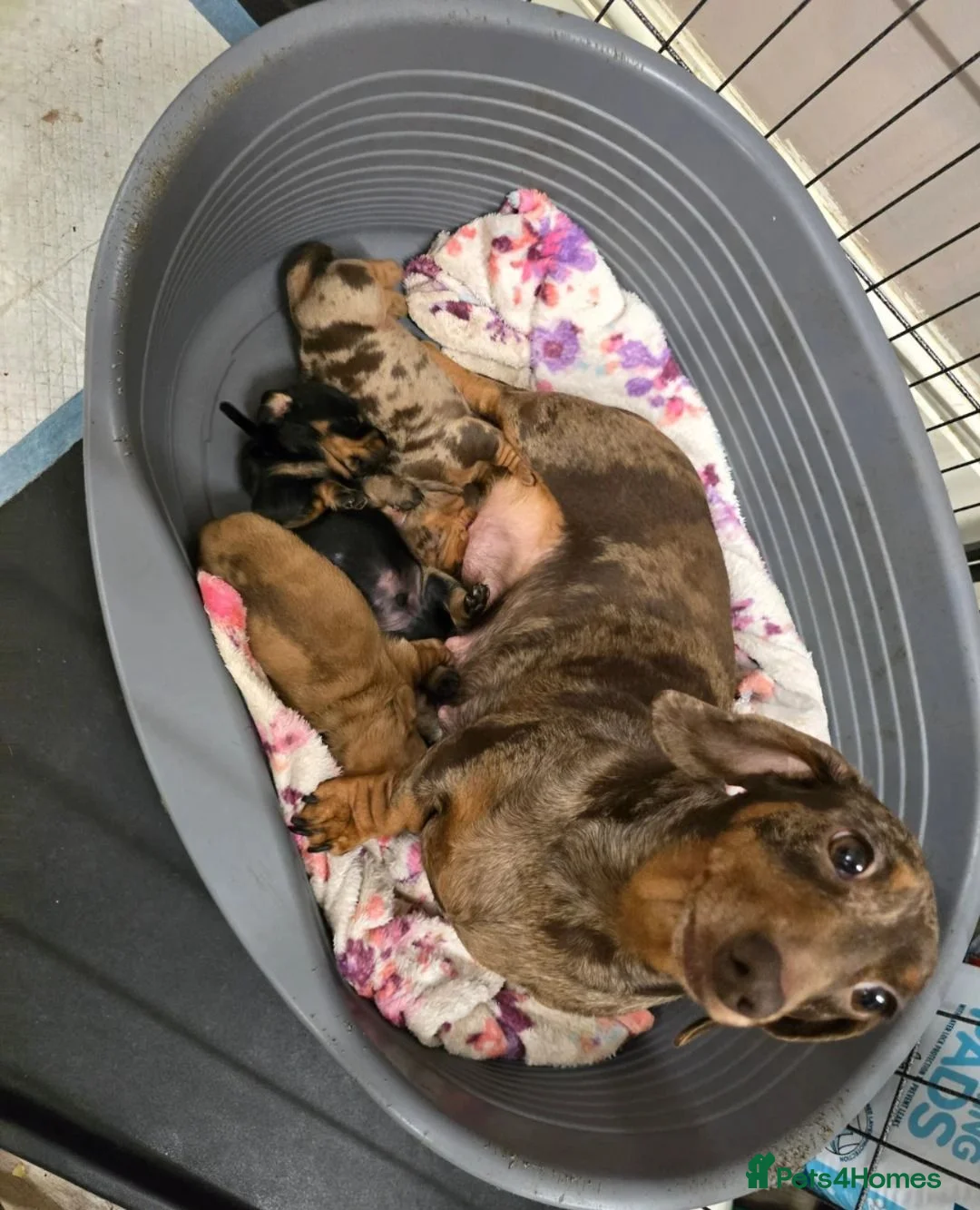 Miniature Dachshund dogs for sale: Beautiful Dachshund Puppies looking for new homes in Grimsby - Advert 9
