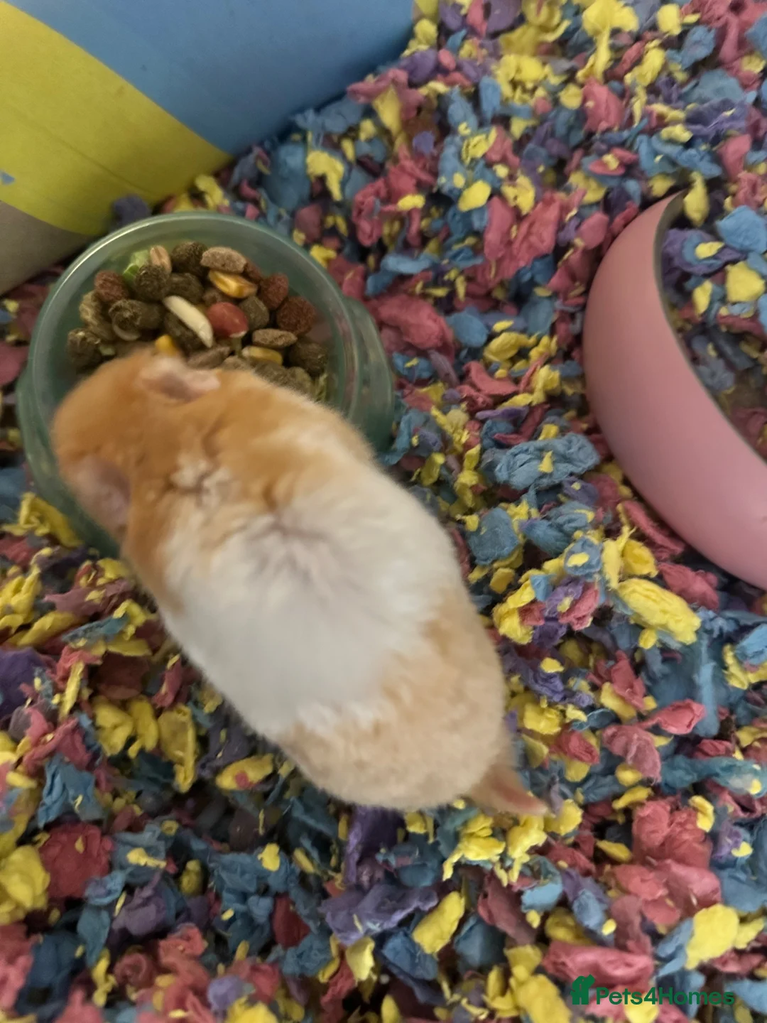 Hamster rodents for sale: 3 Syrian hamsters  in Manchester - Advert 5