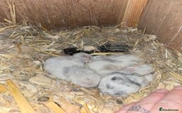 Mini Lop rabbits for sale: Stunning mini lops - Image 1