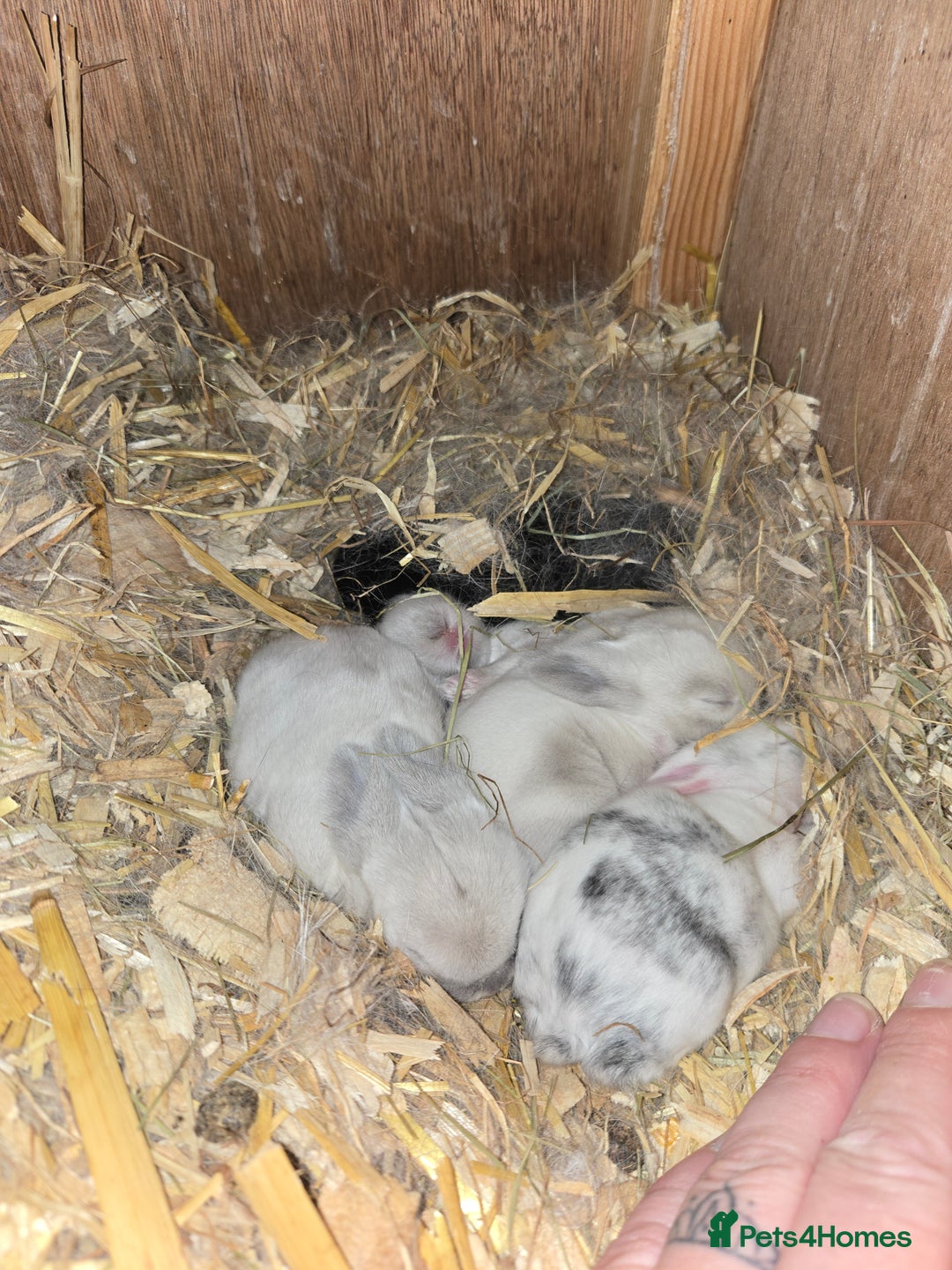 Mini Lop rabbits for sale: Stunning mini lops - Image 1