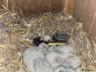 Mini Lop rabbits - Advert 33