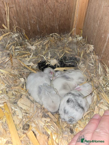 Mini Lop rabbits - Advert 2