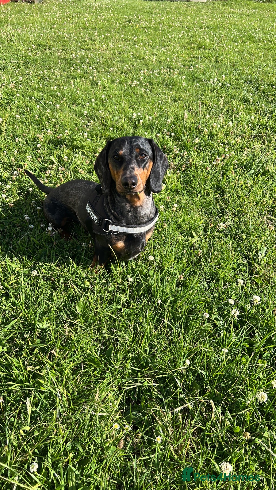 Dachshund dogs Jeff  - Advert 1