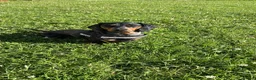 Dachshund dogs for sale: Jeff  in Poulton-le-Fylde - Advert 1