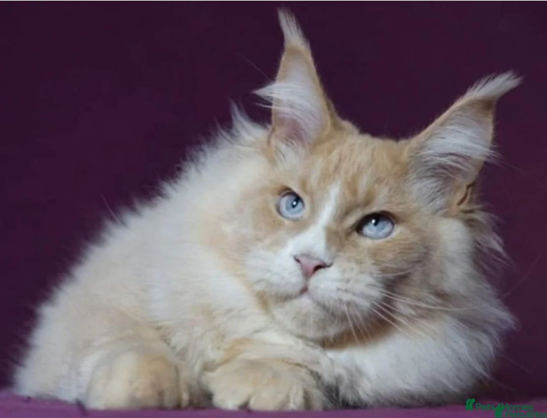 Maine Coon cats for sale: Amazing light babies great pedigree - Advert 2