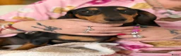 Miniature Dachshund dogs for sale: Miniature Dachshund  - Advert 2