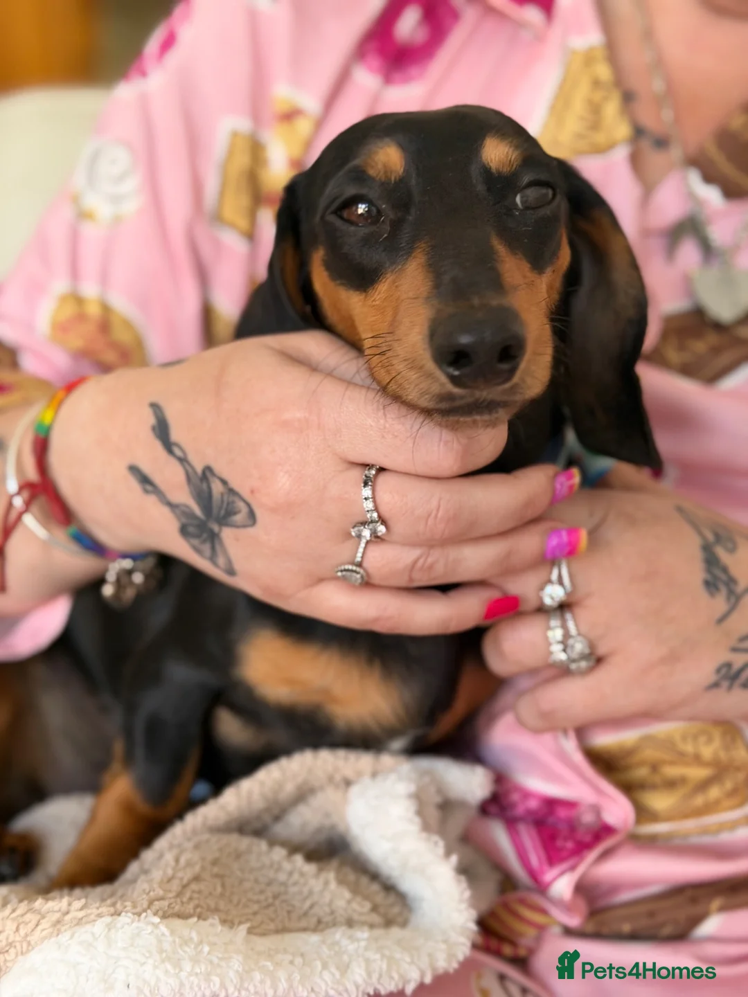 Miniature Dachshund dogs for sale: Miniature Dachshund  - Advert 2