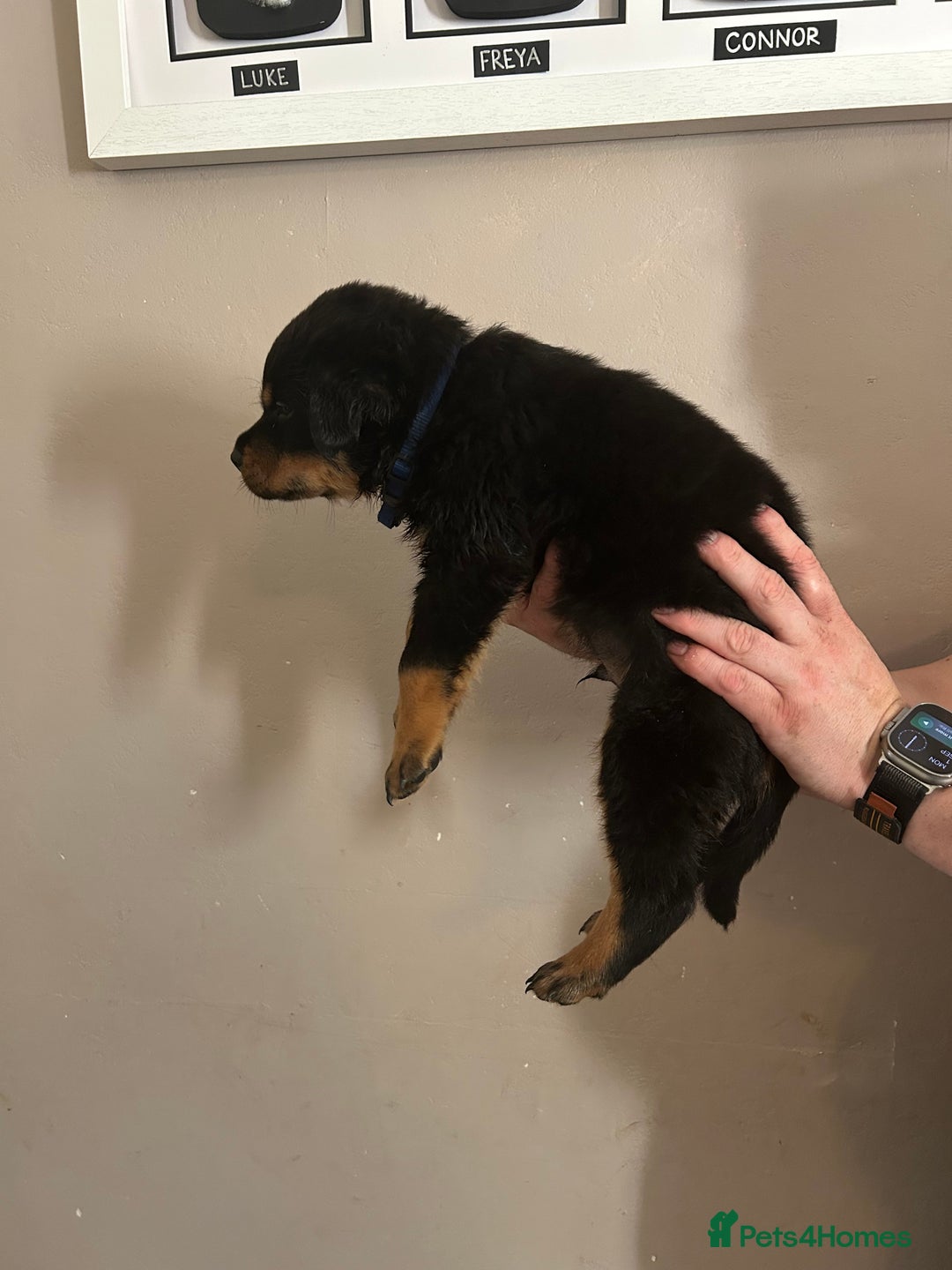 Rottweiler dogs for sale: Chunky Rottweilers for Sale - Image 22