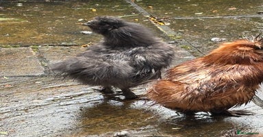 Chickens poultry - Advert 14