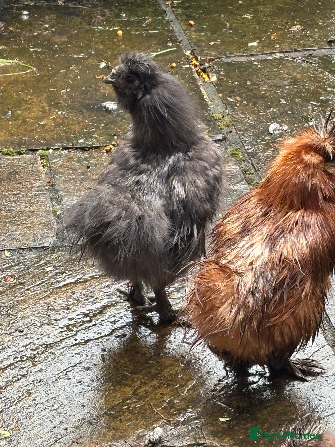 Chickens poultry for sale: Silkie bantam cockerel - Image 3