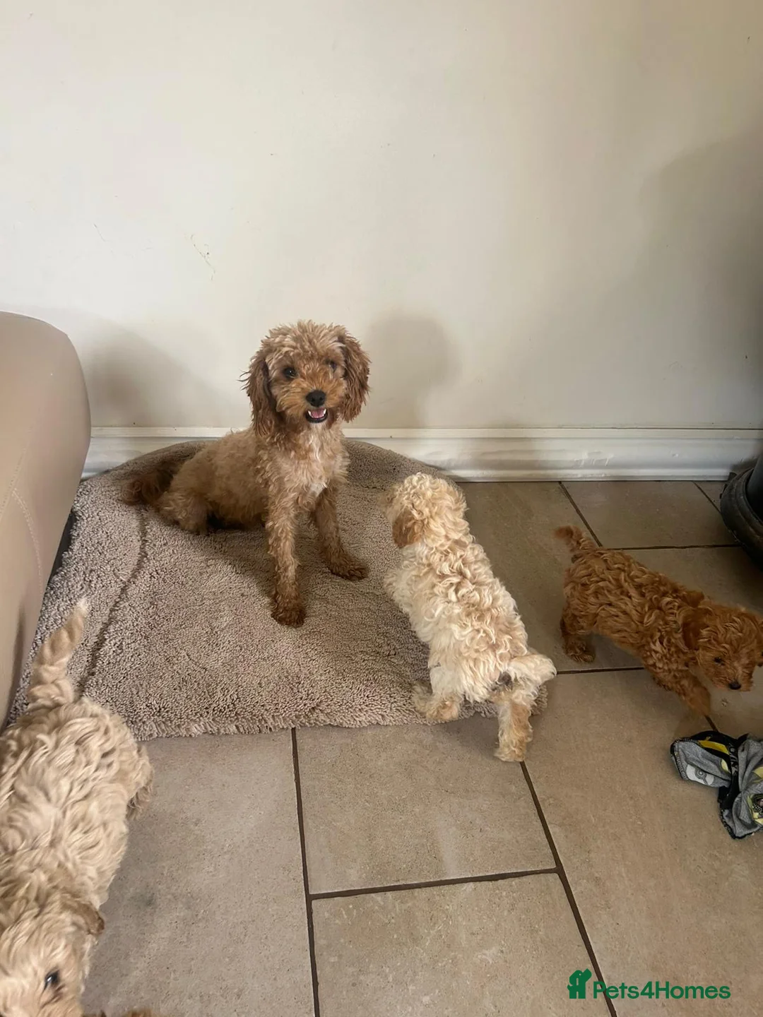 Cavapoo dogs for sale: Beautiful f2b cavapoo puppy’s  in Huntingdon - Advert 11