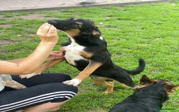 Mixed Breed dogs for adoption: 💙🐶 MAX 🐶💙 - Image 12