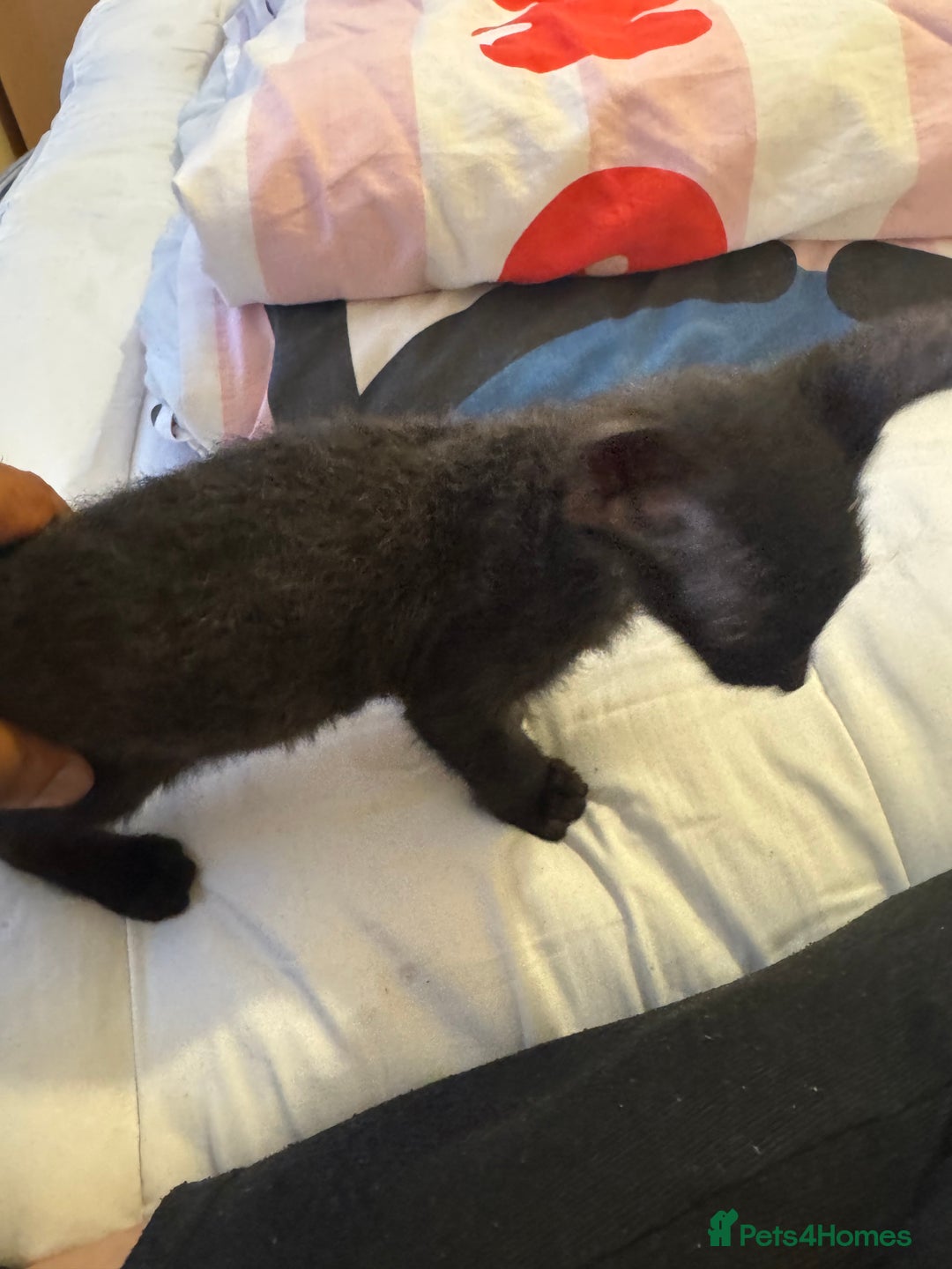 Sphynx cats for sale: Lovely Sphynx cross  - Image 10