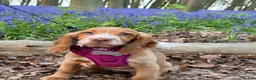 Cocker Spaniel dogs for sale: Lainey  - Advert 9