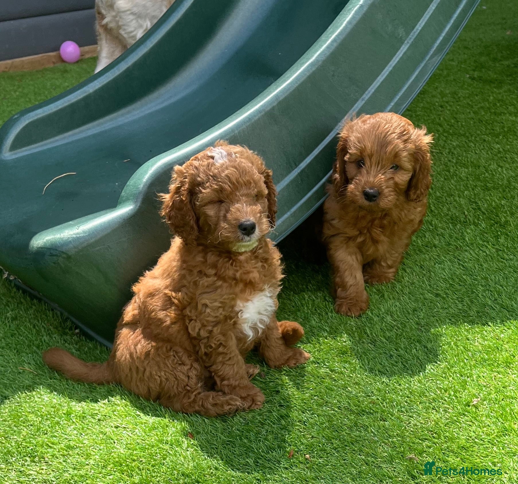 Cockapoo dogs Toy Cockapoo Puppies - Advert 4