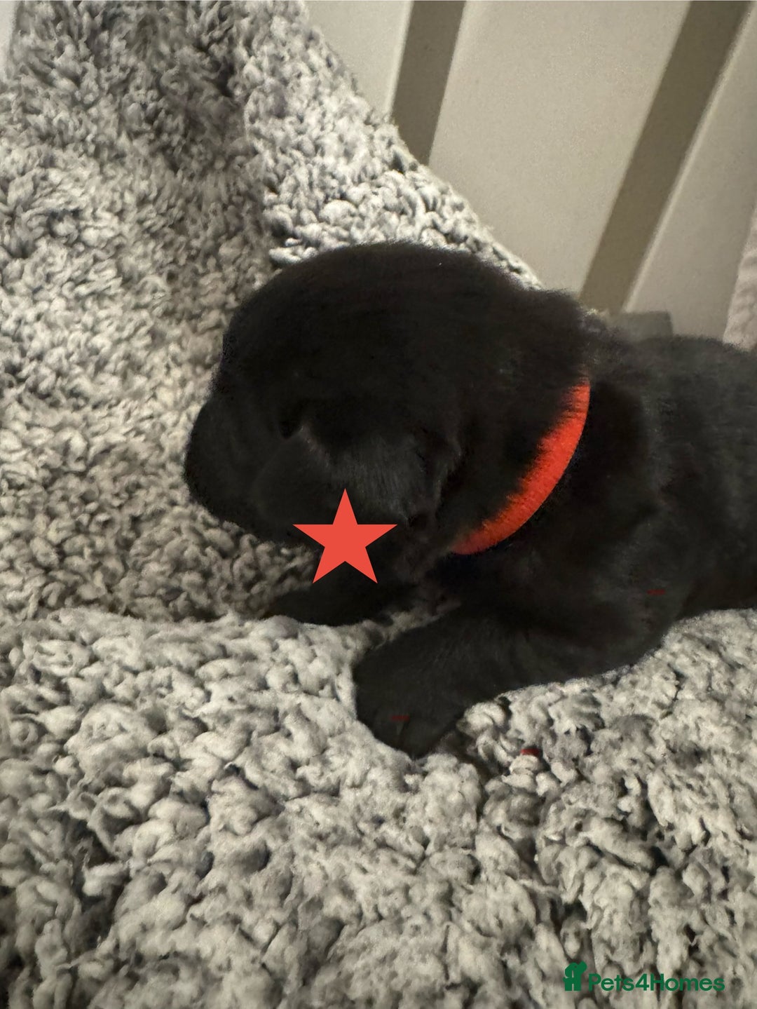 Labrador Retriever dogs for sale: Labrador Puppies – Licensed Breeder - Advert 27