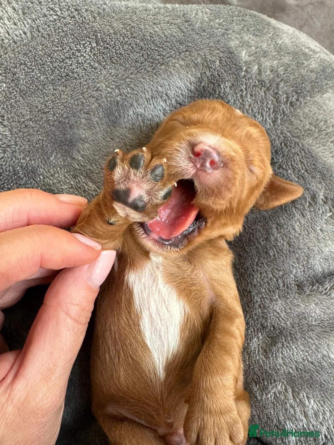 Cavalier King Charles Spaniel dogs for stud:  HEALTH TESTED kc cavalier king charles for stud  in Bedford - Advert 28