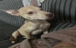 Mixed Breed dogs for sale: 1 Siberian husky cross girl pup  - Image 1