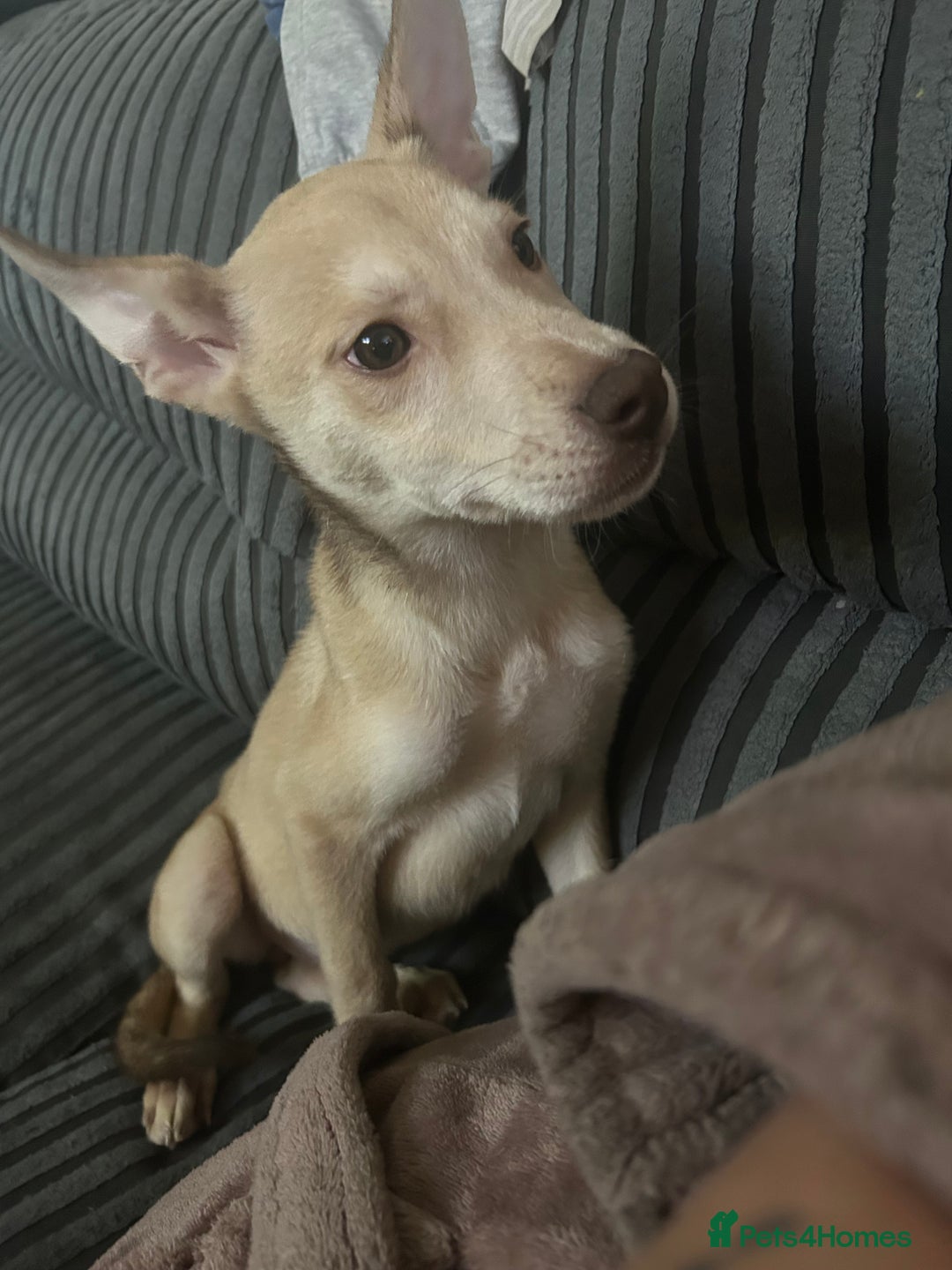 Mixed Breed dogs for sale: 1 Siberian husky cross girl pup  - Image 1