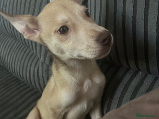 Mixed Breed dogs - Advert 11