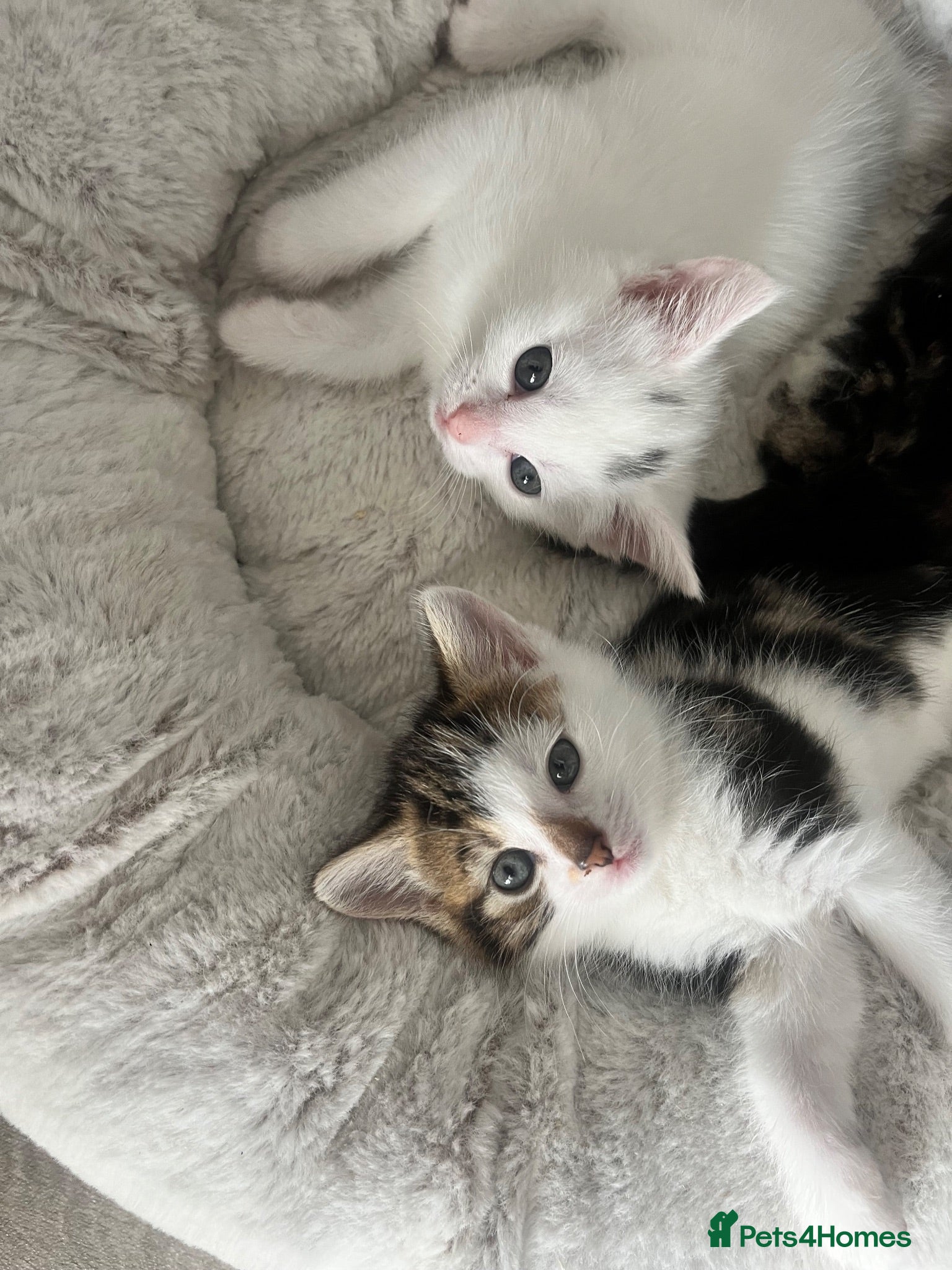 Siberian cats Three gorgeous kittens!  - Advert 5