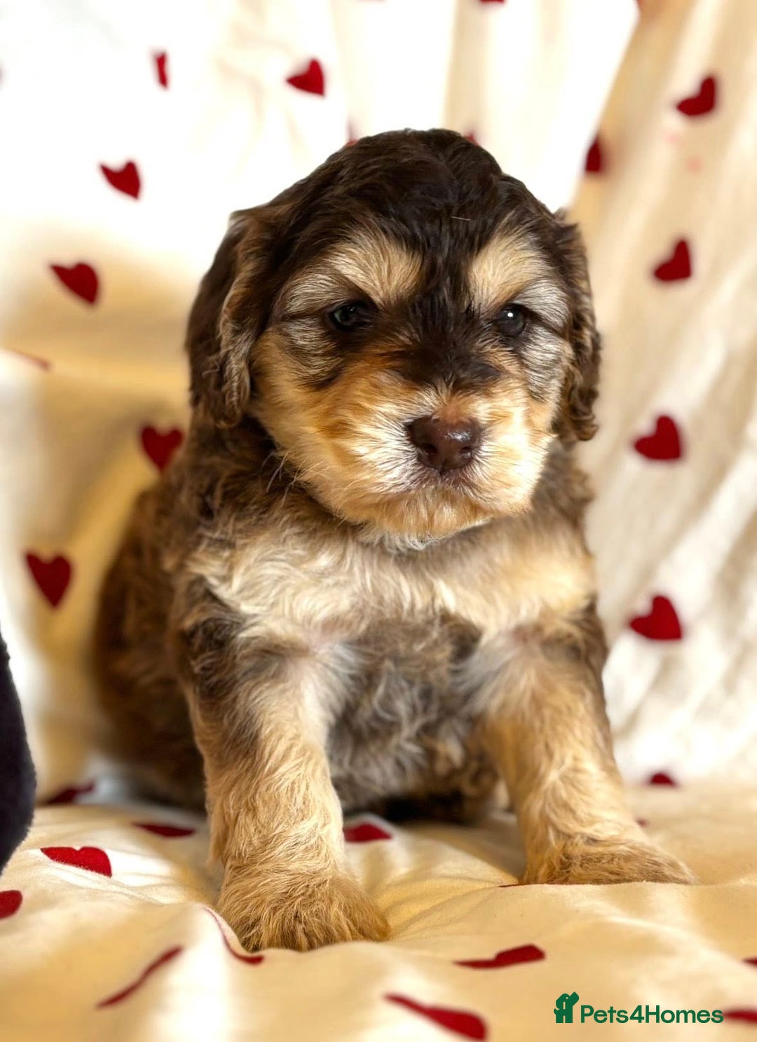 Cockapoo dogs for sale: Fabulous F1 Sable Cockapoos - Advert 2