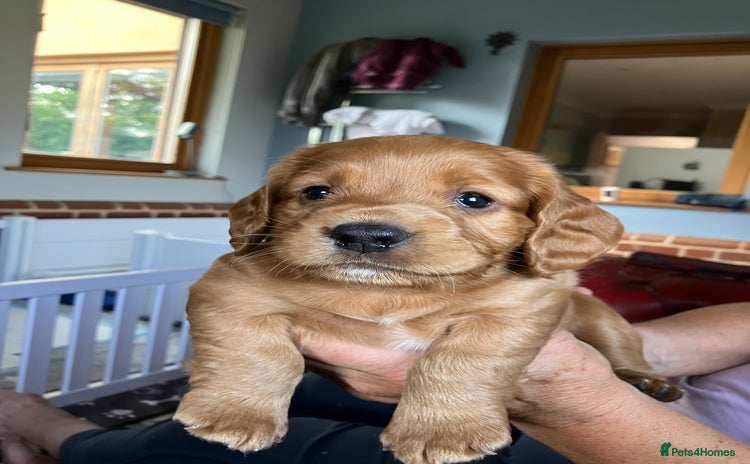 Cocker Spaniel dogs - Advert 1