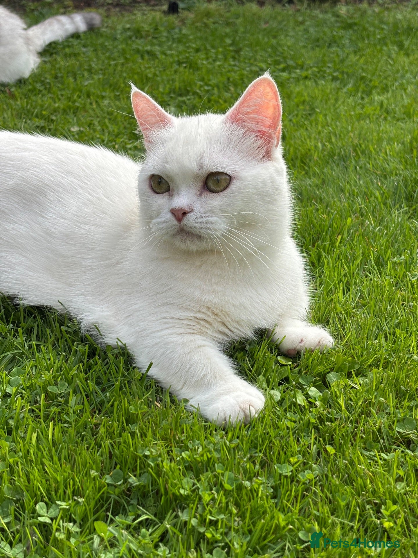 Munchkin cats Munchkin female  - Advert 23