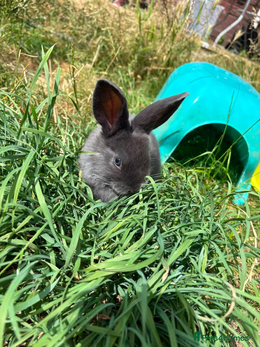 Mixed Breed rabbits for sale: Rabbits - Advert 1