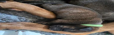 Mixed Breed 8