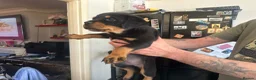 Rottweiler dogs for sale: 14 Gorgeous Rottweiler puppies for sale - Advert 15