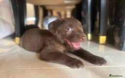 Labrador Retriever dogs for sale: Chocolate Labrador puppies  - Advert 20