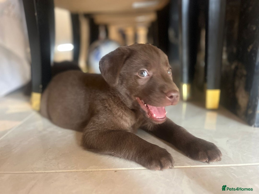 Labrador Retriever dogs for sale: Chocolate Labrador puppies  - Advert 20
