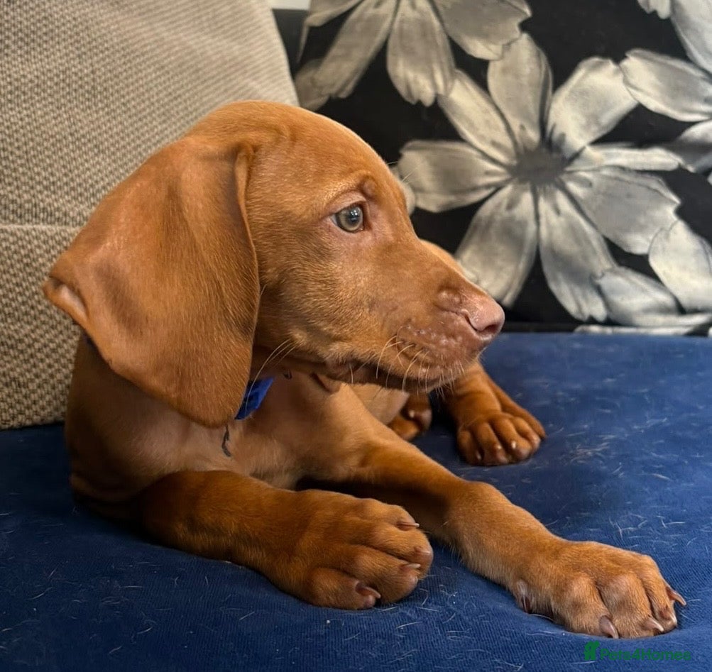 Hungarian Vizsla dogs 1 x KC registered Hungarian vizsla puppy  - Advert 2