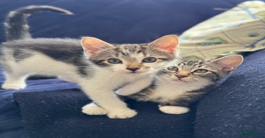 Mixed Breed cats - Advert 11