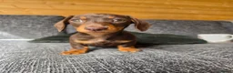 Miniature Dachshund dogs for sale: READY NOW KC GIRL - Advert 5