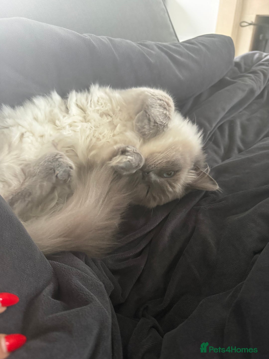 Ragdoll cats for sale: 1 GCCF Ragdoll Blue Point Boy left - Advert 8