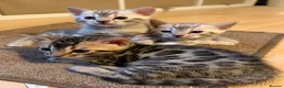 Bengal cats for sale: Beautiful TICA Bengal Kittens  - Advert 31