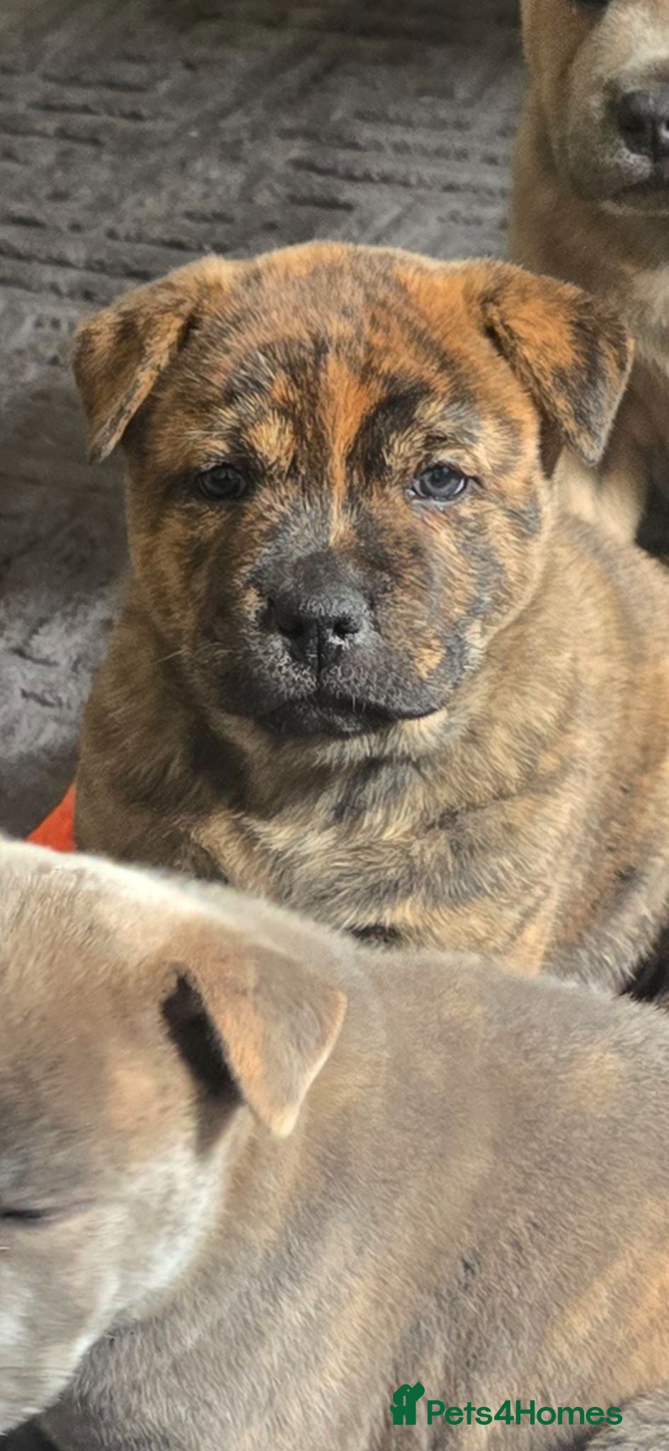 Mixed Breed dogs Chaffy babies - Advert 2