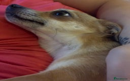 Chihuahua dogs for sale: Male Chihuahua looking for forever home - Image 11