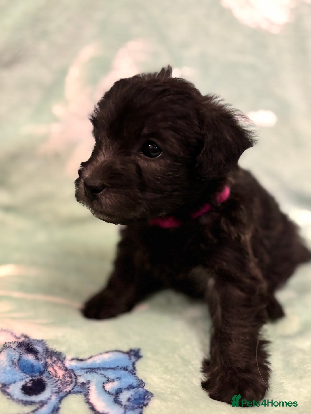 Mixed Breed dogs for sale: Westiepoo puppies - Advert 14