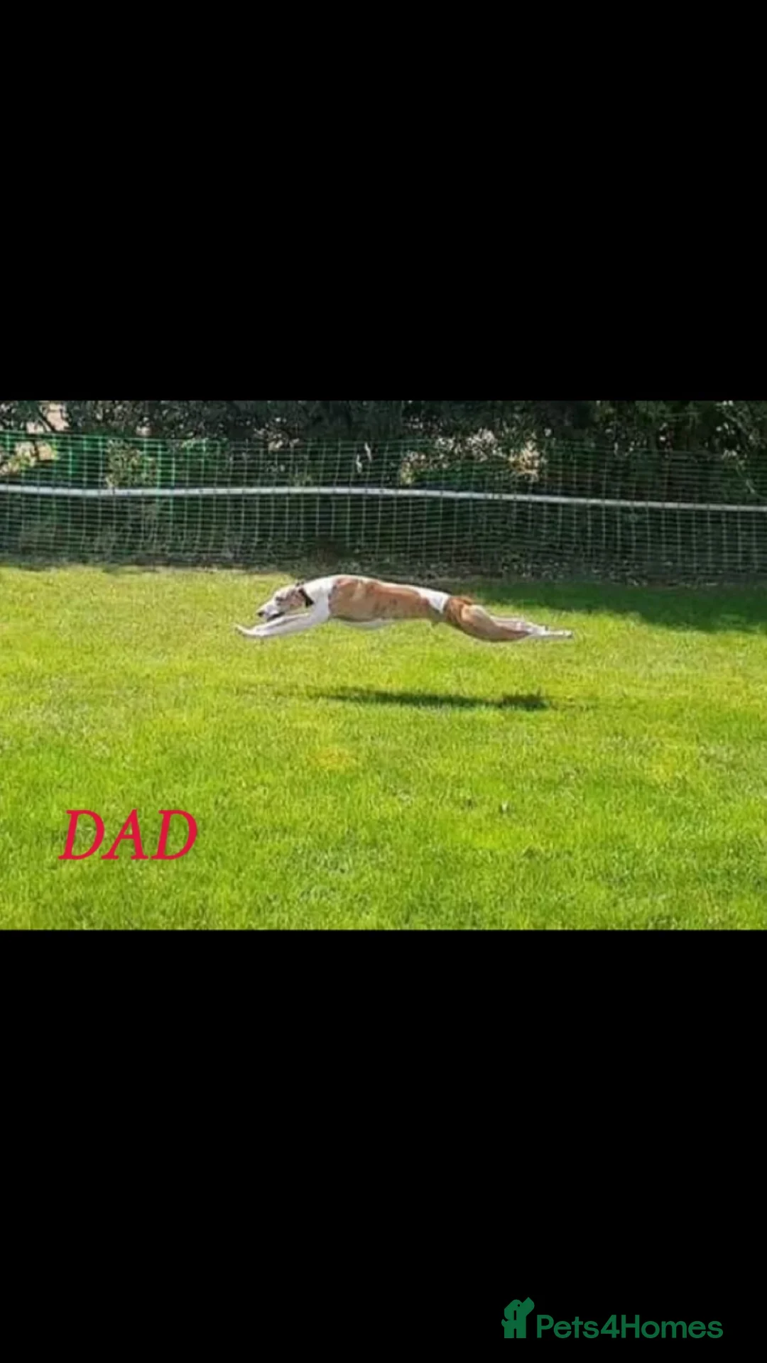 Mixed Breed dogs for sale: Saluki grayhound x kc whippet  - Advert 2