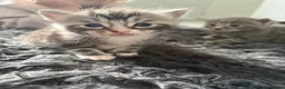 Mixed Breed cats for sale: Half Maincoon kittens  - Advert 6