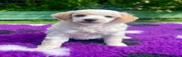 Toy Poodle dogs for sale: KC reg toy Poodles - Advert 15