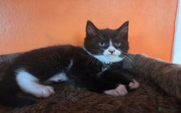 Maine Coon cats for sale: Stunning maincoon cross kittens  - Image 14