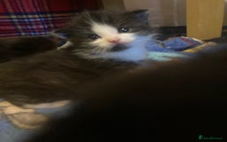 Mixed Breed cats for sale: 5 beautiful chunky kittens - Image 6