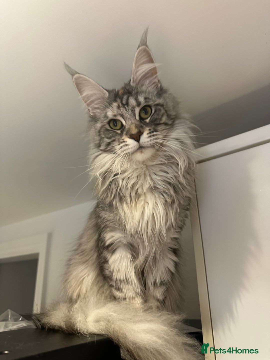 Maine Coon cats for sale: 6x Maine Coon kittens for sale - Advert 9