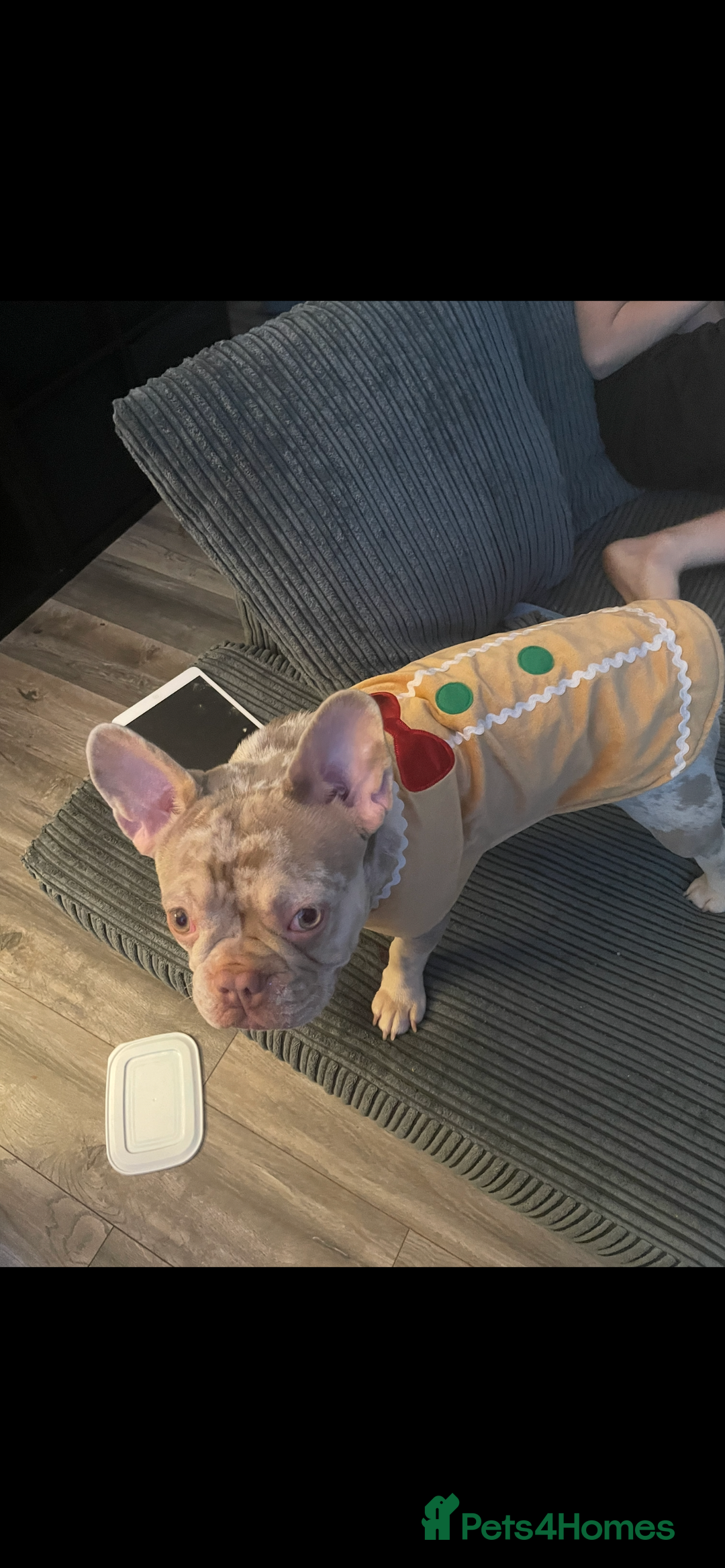 French Bulldog dogs for sale: 19 month old French bulldog  - Image 4