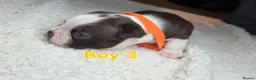 Boston Terrier dogs for sale: Chunky, Big and Beautiful KC Bostons  in Doncaster - Advert 15